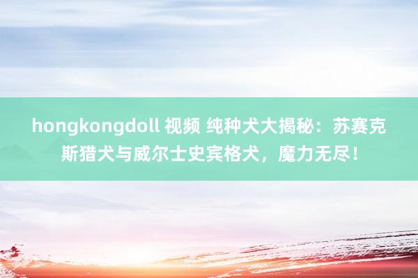 hongkongdoll 视频 纯种犬大揭秘：苏赛克斯猎犬与威尔士史宾格犬，魔力无尽！